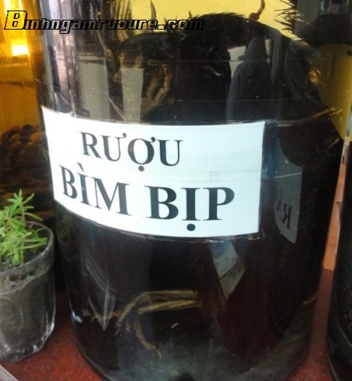 cách ngâm rượu bìm bịp cách ngâm rượu bìm bịp