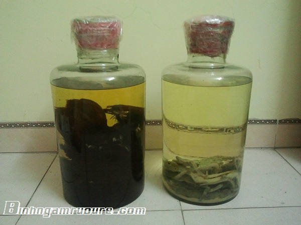 cách ngâm rượu bìm bịp cách ngâm rượu bìm bịp