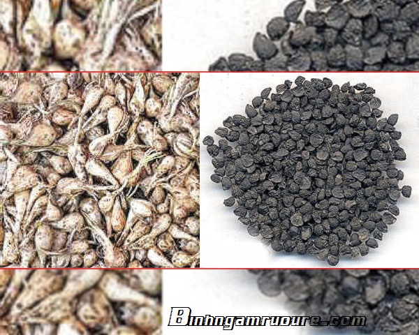 cách ngâm rượu hạt hẹ cách ngâm rượu hạt hẹ