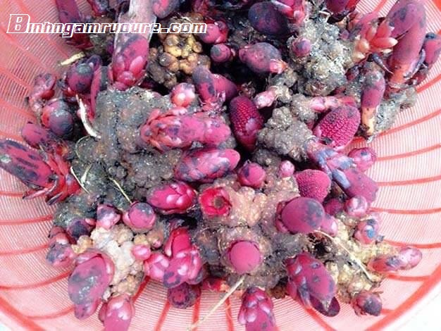 C&aacute;ch ng&acirc;m rượu nấm tỏa dương