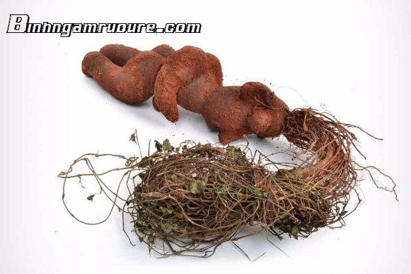 C&aacute;ch nhận biết v&agrave; ph&acirc;n biệt củ H&agrave; Thủ &Ocirc; thật giả tốt nhất