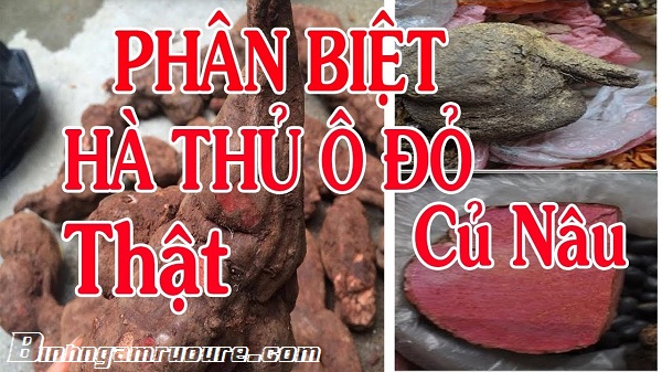 C&aacute;ch nhận biết v&agrave; ph&acirc;n biệt củ H&agrave; Thủ &Ocirc; thật giả tốt nhất