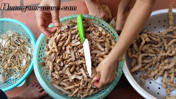 Vì sao ba kích cần bỏ lõi khi ngâm rượu Vì sao ba kích cần bỏ lõi khi ngâm rượu