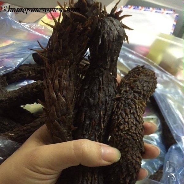 nhục thung dung sapa nhục thung dung là gì nhục thung dung x9 nhục thung dung tươi nhục thung dung tác dụng gì nhục thung dung giả nhục thung dung sapa nhục thung dung là gì nhục thung dung x9 nhục thung dung tươi nhục thung dung tác dụng gì nhục thung dung giả