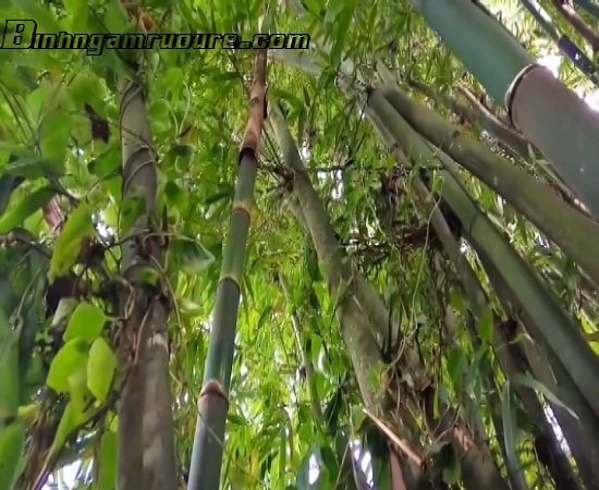 phan-biet-sau-chit-va-sau-tre-khi-ngam-ruou phan-biet-sau-chit-va-sau-tre-khi-ngam-ruou