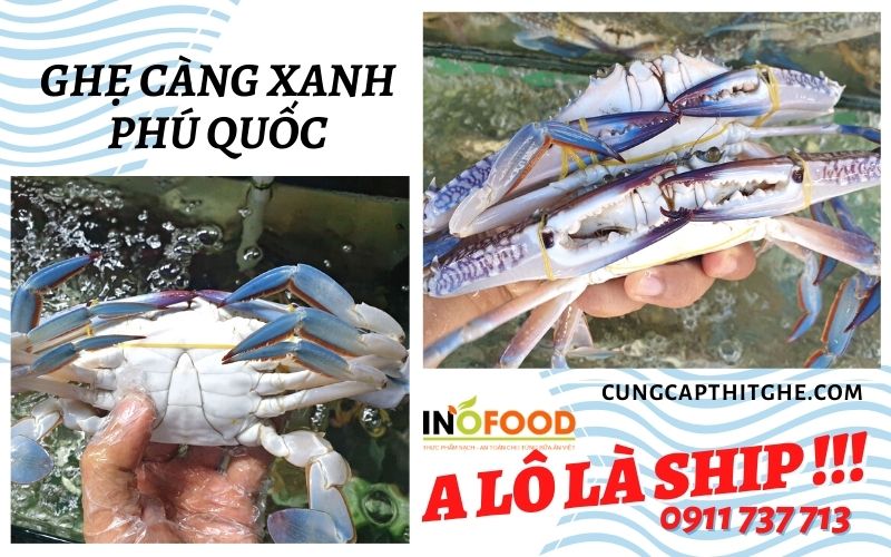 Mua ghẹ càng xanh Phú Quốc tươi ngon chắc thịt, giá sỉ tại vựa Sài Gòn Mua ghẹ càng xanh Phú Quốc tươi ngon chắc thịt, giá sỉ tại vựa Sài Gòn