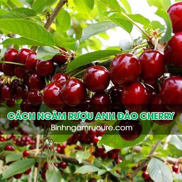Cách ngâm rượu anh đào - rượu ngâm anh đào cherry có tác dụng gì ? Cách ngâm rượu anh đào - rượu ngâm anh đào cherry có tác dụng gì ?