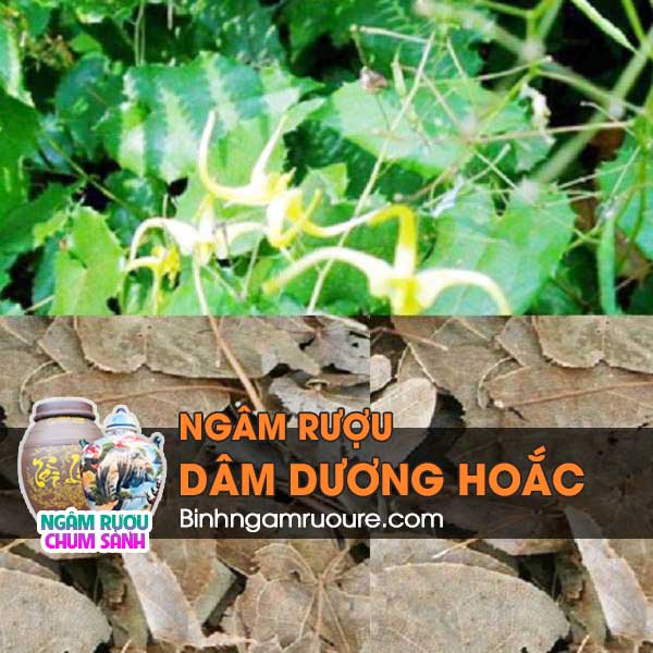 c&acirc;y ng&acirc;m rượu bổ thận tr&aacute;ng dương - c&aacute;c loại rượu ng&acirc;m tăng cường sinh lực | b&igrave;nh ng&acirc;m rượu rẻ