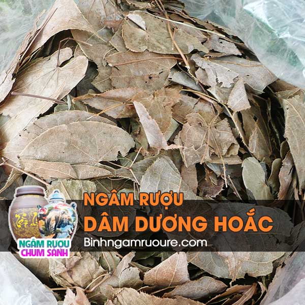 rượu ng&acirc;m d&acirc;m dương hoắc c&oacute; t&aacute;c dụng g&igrave; ? C&aacute;ch ng&acirc;m rượu d&acirc;m dương hoắc | b&igrave;nh ng&acirc;m rượu rẻ