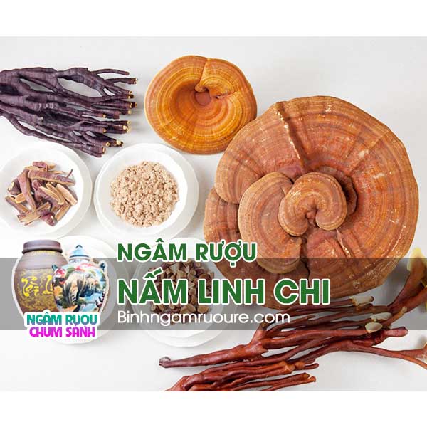 hướng dẫn c&aacute;ch ng&acirc;m rượu nấm linh chi - rượu ng&acirc;m linh chi c&oacute; c&ocirc;ng dụng g&igrave; ? | b&igrave;nh ng&acirc;m rượu rẻ