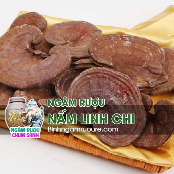 hướng dẫn c&aacute;ch ng&acirc;m rượu nấm linh chi - rượu ng&acirc;m linh chi c&oacute; c&ocirc;ng dụng g&igrave; ? | b&igrave;nh ng&acirc;m rượu rẻ