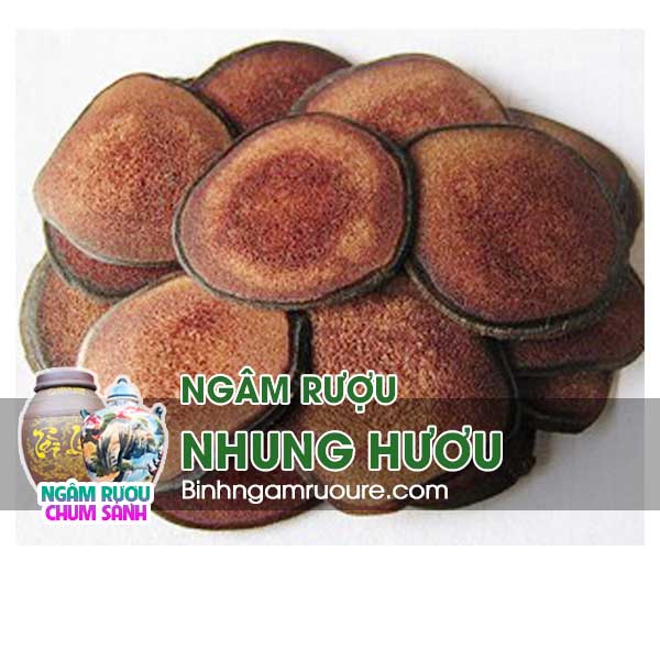 nhung hươu (lộc nhung) d&ugrave;ng ng&acirc;m rượu l&agrave; g&igrave; ? nhung hươu ng&acirc;m rượu c&oacute; c&ocirc;ng dụng g&igrave; ? | b&igrave;nh ng&acirc;m rượu rẻ