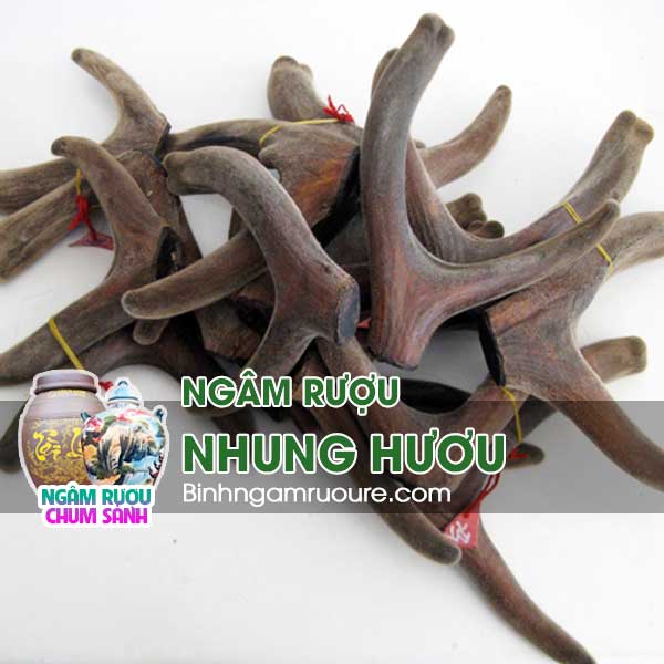 nhung hươu (lộc nhung) d&ugrave;ng ng&acirc;m rượu l&agrave; g&igrave; ? nhung hươu ng&acirc;m rượu c&oacute; c&ocirc;ng dụng g&igrave; ? | b&igrave;nh ng&acirc;m rượu rẻ
