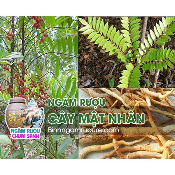 ng&acirc;m rượu mật nh&acirc;n c&oacute; t&aacute;c dụng g&igrave; ? - c&aacute;ch ng&acirc;m rượu mật nh&acirc;n đ&uacute;ng chuẩn | b&igrave;nh ng&acirc;m rượu rẻ