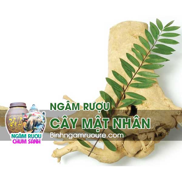 ng&acirc;m rượu mật nh&acirc;n c&oacute; t&aacute;c dụng g&igrave; ? - c&aacute;ch ng&acirc;m rượu mật nh&acirc;n đ&uacute;ng chuẩn | b&igrave;nh ng&acirc;m rượu rẻ