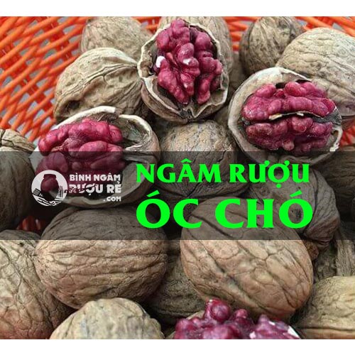 Hướng dẫn ng&acirc;m rượu quả &oacute;c ch&oacute; - c&ocirc;ng dụng rượu ng&acirc;m &oacute;c ch&oacute;
