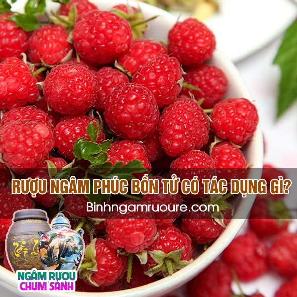 ng&acirc;m rượu ph&uacute;c bồn tử c&oacute; c&ocirc;ng dụng g&igrave; ? - c&aacute;ch ng&acirc;m rượu ph&uacute;c bồn tử đ&uacute;ng chuẩn