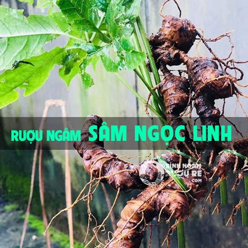 Hướng dẫn ngâm rượu sâm ngọc linh - công dụng rượu ngâm sâm ngọc linh Hướng dẫn ngâm rượu sâm ngọc linh - công dụng rượu ngâm sâm ngọc linh