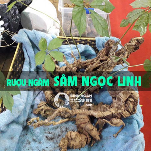 Hướng dẫn ngâm rượu sâm ngọc linh - công dụng rượu ngâm sâm ngọc linh Hướng dẫn ngâm rượu sâm ngọc linh - công dụng rượu ngâm sâm ngọc linh