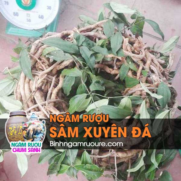 rượu ngâm sâm xuyên đá có tác dụng gì ? Cách ngâm rượu sâm xuyên đá | bình ngâm rượu rẻ rượu ngâm sâm xuyên đá có tác dụng gì ? Cách ngâm rượu sâm xuyên đá | bình ngâm rượu rẻ