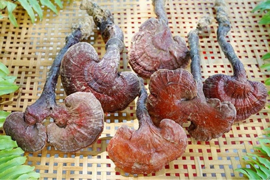 Công dụng của nấm lim xanh rừng Công dụng của nấm lim xanh rừng