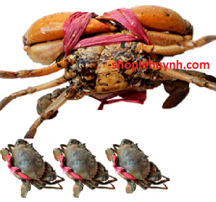 c&aacute;ch ph&acirc;n biệt cua gạch v&agrave; cua thịt