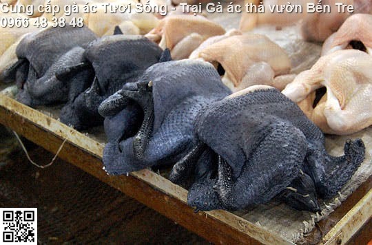 g&agrave; &aacute;c đen, g&agrave; hơ m&ocirc;ng
