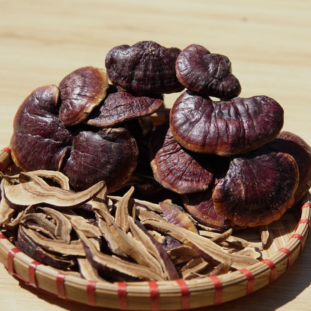 MNấm lim xanh rừng MNấm lim xanh rừng