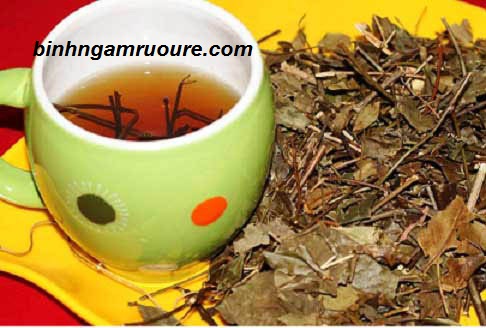 c&acirc;y mật gấu ng&acirc;m rượu như thế n&agrave;o - rượu ng&acirc;m c&acirc;y mật gấu chữa bệnh g&igrave; ?