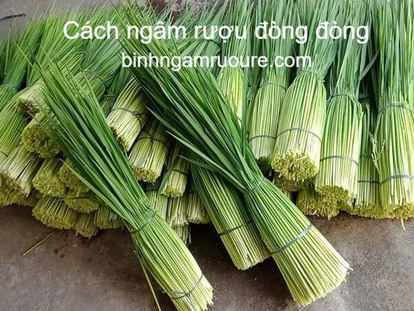 hướng dẫn c&aacute;ch ng&acirc;m rượu đ&ograve;ng đ&ograve;ng