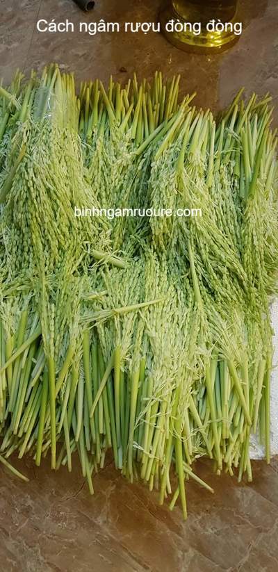 hướng dẫn c&aacute;ch ng&acirc;m rượu đ&ograve;ng đ&ograve;ng