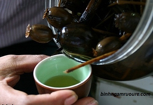 c&acirc;y thuốc phiện ng&acirc;m rượu như thế n&agrave;o - rượu ng&acirc;m thuốc phiện c&oacute; c&ocirc;ng dụng g&igrave;?
