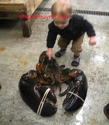 t&ocirc;m hùm lớn nh&acirc;́t